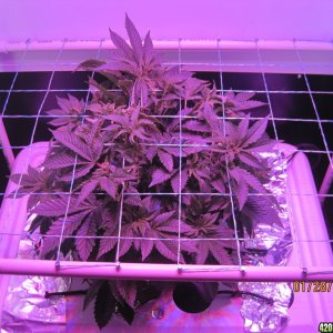 Blue Mystic day 32 veg, OG Kush day 5 veg