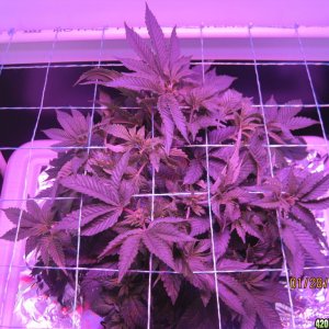 Blue Mystic day 32 veg, OG Kush day 5 veg