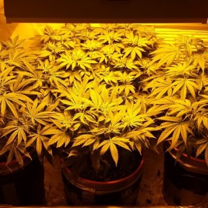 Misc. Grow Journal Photos 1-29-14