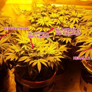 Misc. Grow Journal Photos 1-29-14