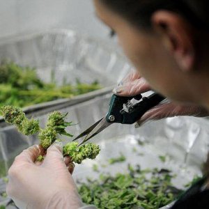 Trimming Cannabis