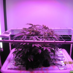 Blue mystic day 35 veg & OG Kush day 7 veg