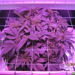 Blue mystic day 35 veg & OG Kush day 7 veg