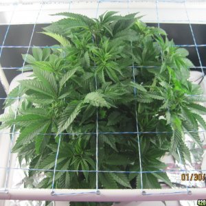 Blue mystic day 35 veg & OG Kush day 7 veg