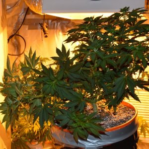 1/2 plant LST'd, side profile.