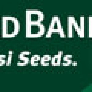 Sensi Seeds Banner