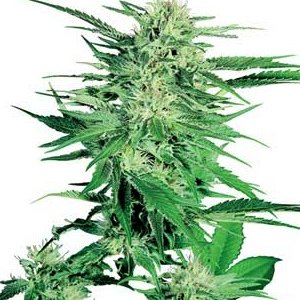 Senei Big Bud