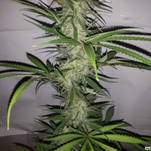 Northern light 60 days in flowering