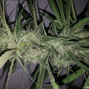 Northern light 60 days in flowering