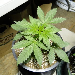 GrandPowKush Mother Plant