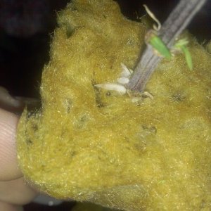 roots growing on bubba kush