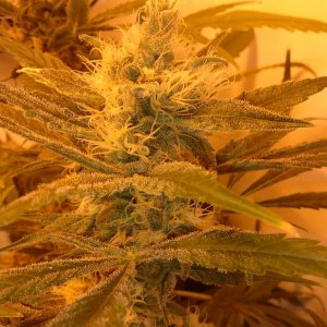 juicy fruit week 7