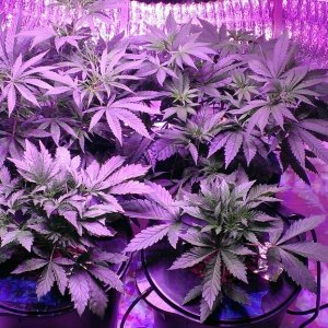 Veg 1-29-14 -- 2 Soil -- 2 Bubbleponics