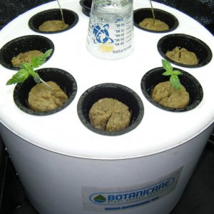 013_four_plantlings_in_cloner