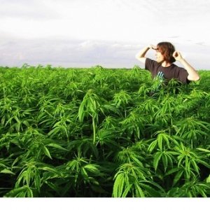 Woman In Crop Of Cannabis