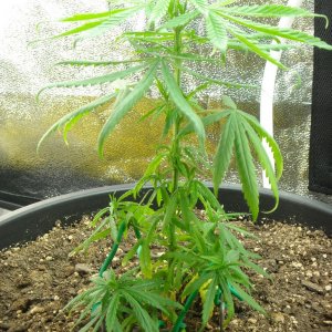 Single shot of left plant