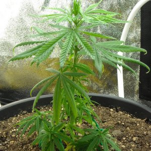 Single shot of left plant