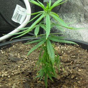 Single shot of right plant