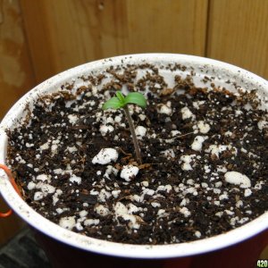 Silver Fox Seedling