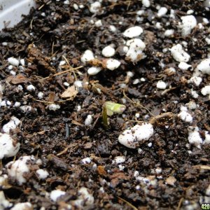 Silver Fox Seedling