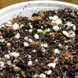 Silver Fox Seedling