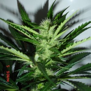 Day_29_B52_Cola