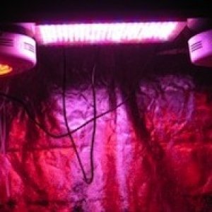 Dormgrow red led