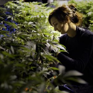 Woman Tending Plants