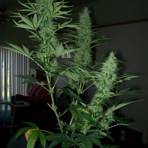 Northern Lights #5 Plant