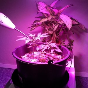 Experimenting with cheap LED setups