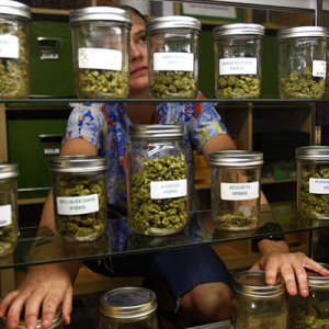 Higher Percentage of Focus on Medical Marijuana