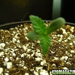 CBDiesel Seedling