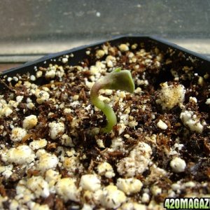 Candy Land Seedling