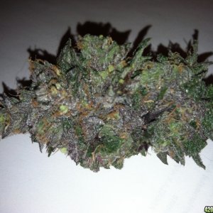 Purple-wreck