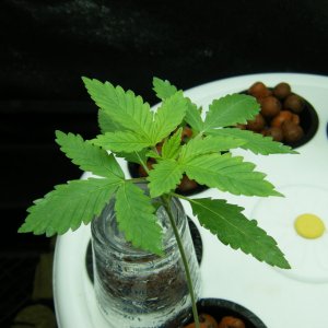 22_seedling_day22