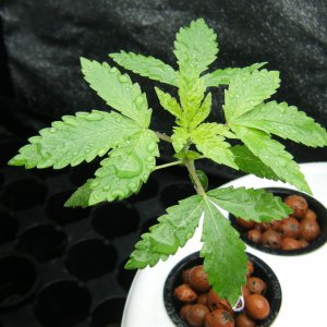 26_seedling_day24