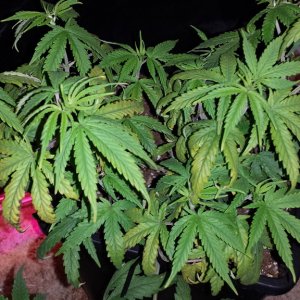 Burn or Def, strawberry cough