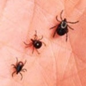 Ticks