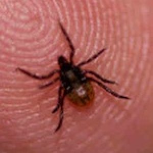 Tick On Finger