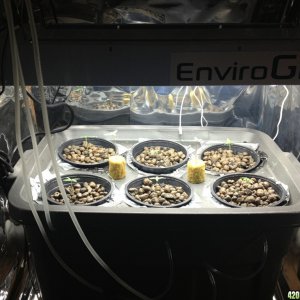 first grow 2014