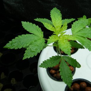 28_seedling_day25