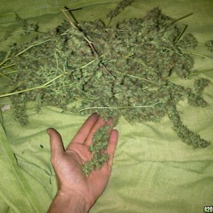 harvest from 1 plant