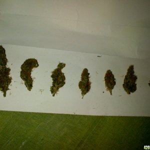 bud size's