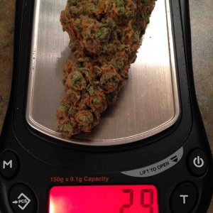 Nug_of_the_Month_2