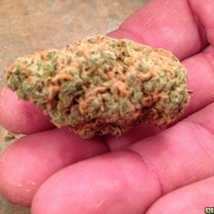 Nug_of_the_Month_3