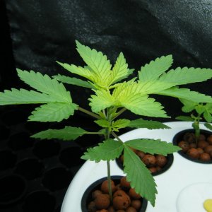 031_seedling_day26