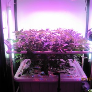 Blue Mystic Day 13 flower, OG Kush day 20 veg