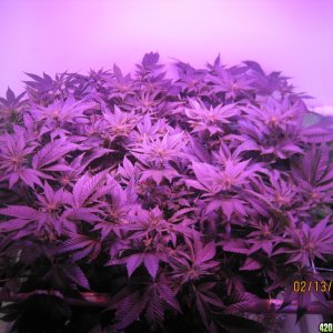 Blue Mystic Day 13 flower, OG Kush day 20 veg