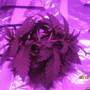 Blue Mystic Day 13 flower, OG Kush day 20 veg