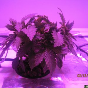 Blue Mystic Day 13 flower, OG Kush day 20 veg